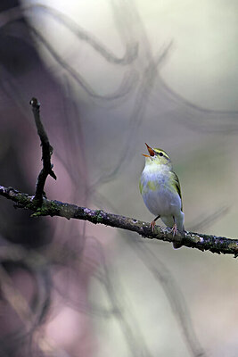 BUITEN BEELD Foto: 450310