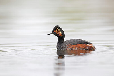 BUITEN BEELD Foto: 450313
