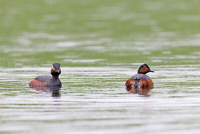 BUITEN BEELD Foto: 450314
