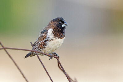 BUITEN BEELD Foto: 450317