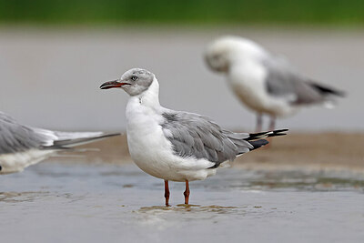 BUITEN BEELD Foto: 450320