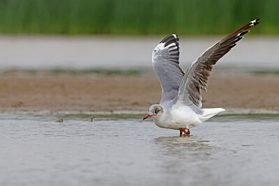 BUITEN BEELD Foto: 450321