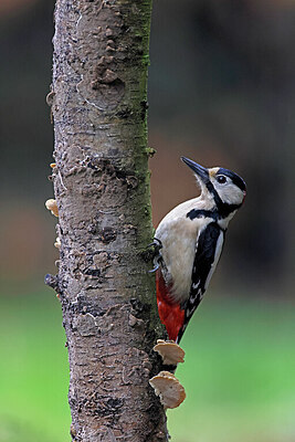 BUITEN BEELD Foto: 450323