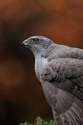 BUITEN BEELD Foto: 450326