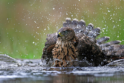 BUITEN BEELD Foto: 450327