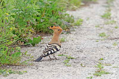BUITEN BEELD Foto: 450328
