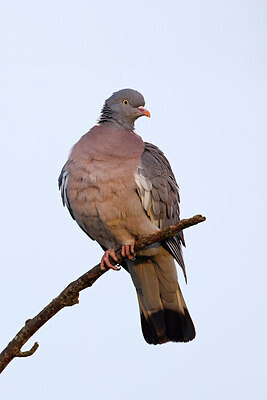 BUITEN BEELD Foto: 450329