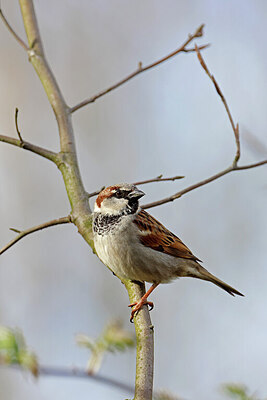 BUITEN BEELD Foto: 450330
