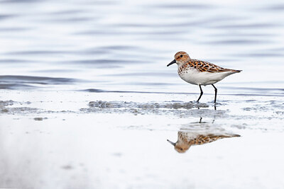 BUITEN BEELD Foto: 450331