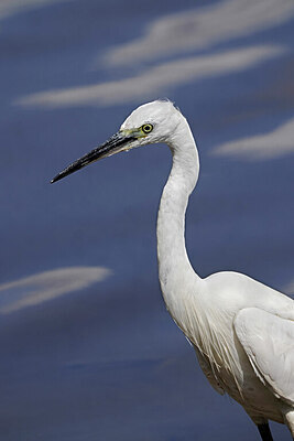 BUITEN BEELD Foto: 450332