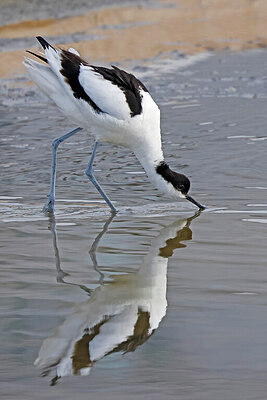 BUITEN BEELD Foto: 450333