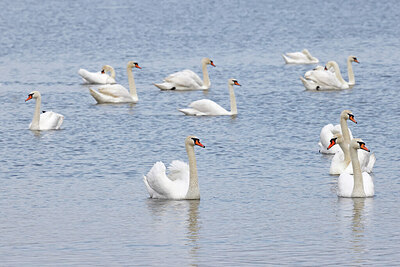 BUITEN BEELD Foto: 450334