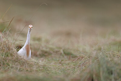BUITEN BEELD Foto: 450335