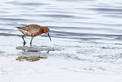BUITEN BEELD Foto: 450337