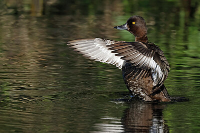 BUITEN BEELD Foto: 450338