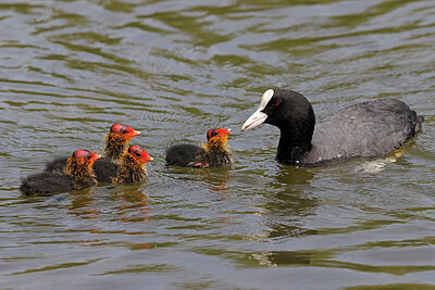 BUITEN BEELD Foto: 450339
