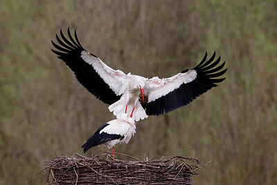 BUITEN BEELD Foto: 450344