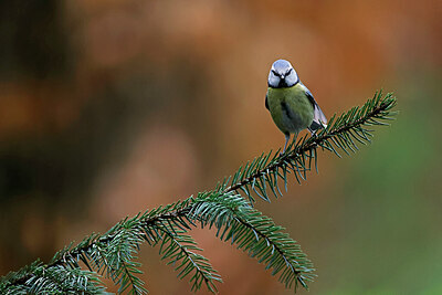 BUITEN BEELD Foto: 450347