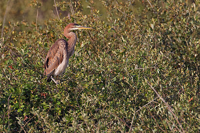 BUITEN BEELD Foto: 450348