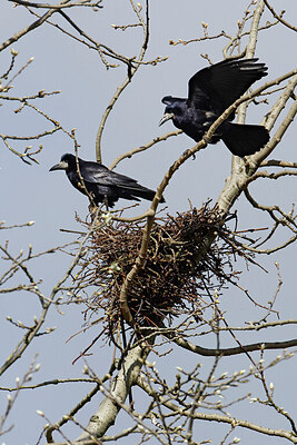 BUITEN BEELD Foto: 450355