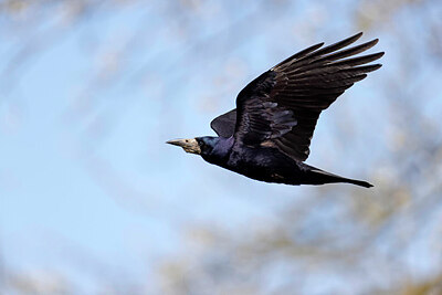 BUITEN BEELD Foto: 450356