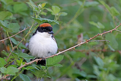 BUITEN BEELD Foto: 450357