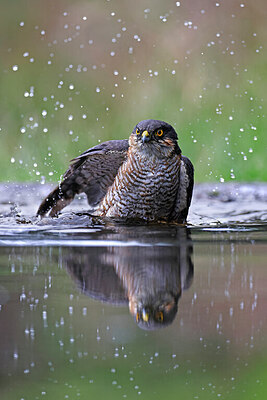 BUITEN BEELD Foto: 450360