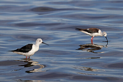 BUITEN BEELD Foto: 450361