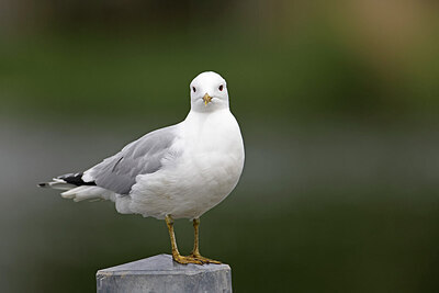 BUITEN BEELD Foto: 450362