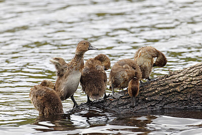 BUITEN BEELD Foto: 450363