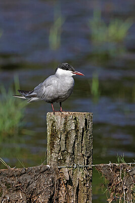 BUITEN BEELD Foto: 450372