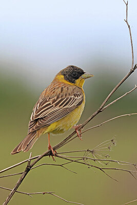 BUITEN BEELD Foto: 450373