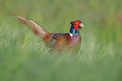 BUITEN BEELD Foto: 450374