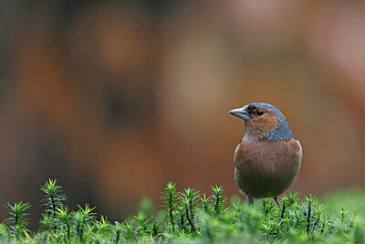 BUITEN BEELD Foto: 450375