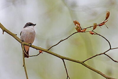 BUITEN BEELD Foto: 450380