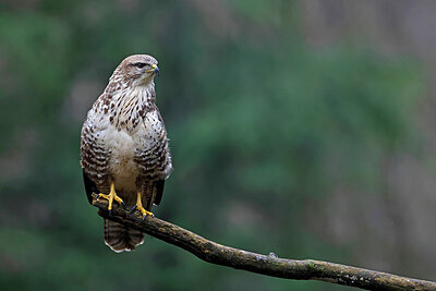 BUITEN BEELD Foto: 450383