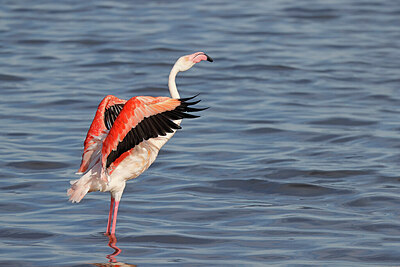 BUITEN BEELD Foto: 450384