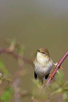 BUITEN BEELD Foto: 450385