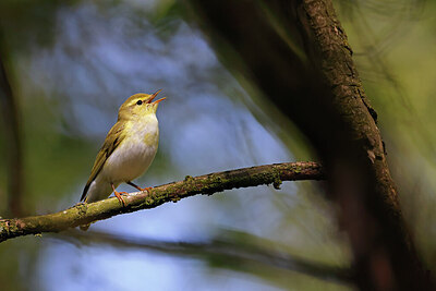 BUITEN BEELD Foto: 450386