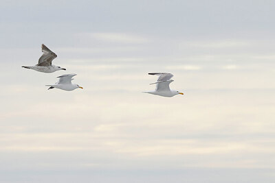 BUITEN BEELD Foto: 450388
