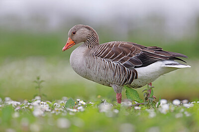 BUITEN BEELD Foto: 450390