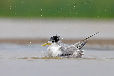 BUITEN BEELD Foto: 450394