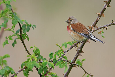 BUITEN BEELD Foto: 450399