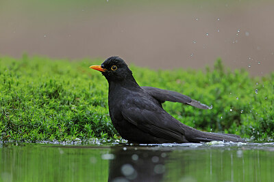 BUITEN BEELD Foto: 450401