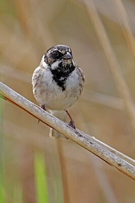 BUITEN BEELD Foto: 450405