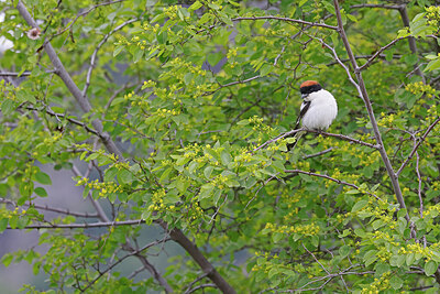 BUITEN BEELD Foto: 450406