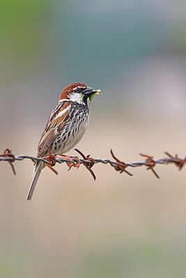 BUITEN BEELD Foto: 450407