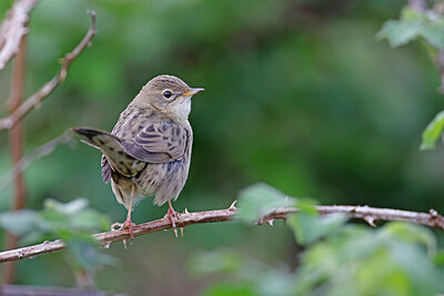 BUITEN BEELD Foto: 450408