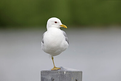 BUITEN BEELD Foto: 450410