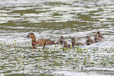 BUITEN BEELD Foto: 450411